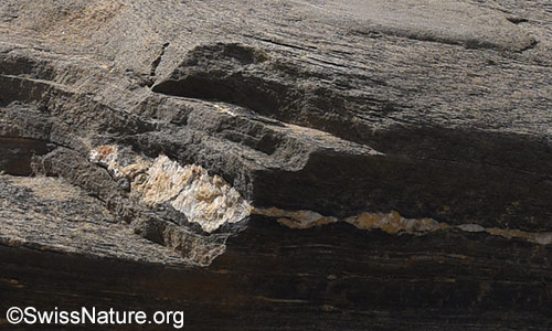 Ader in einem Felsblock aus Bündnerschiefer.