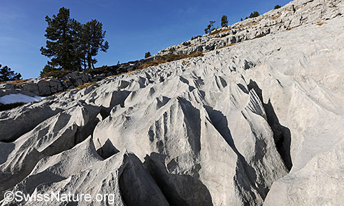 Karstlandschaft mit Föhren. Dieser Kalkstein heisst Schrattenkalk.