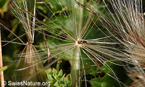 Pappus einer stängellosen Kratzdistel (Cirsium acaule)