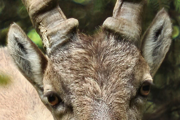 Steinbock: Augen und Ohren. Foto: SwissNature.org