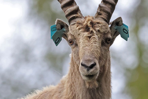 Steinbock mit grossen Ohrmarken. Foto: zvg
