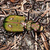 Hauptseite zum Lebensraum/Habitat «Zwergstrauchheide» anzeigen.