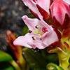 Lebensraum: Alpiner Rasen mit Alpenblumen, Flechten, etc., und kleinem See