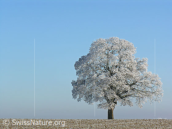 Foto: Mit Raureif überzogener Baum.