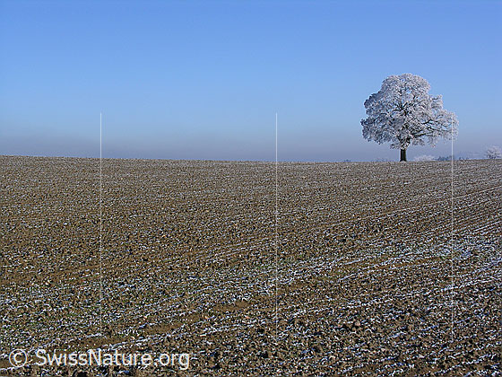 Foto: Ackerland und Baum mit Raureif.