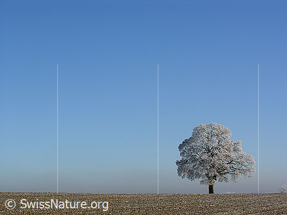 Foto: Einzelbaum in Raureiflandschaft.