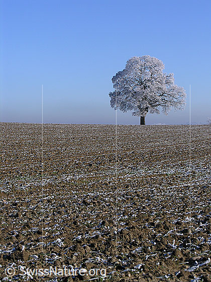 Foto: Acker und Baum mit Raureif.