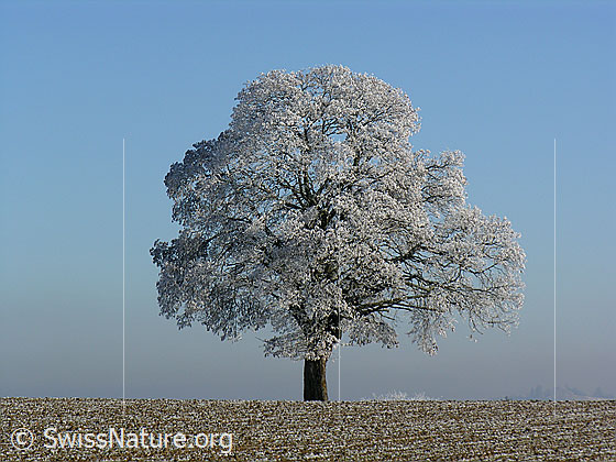 Foto: Baum mit Raufrost.