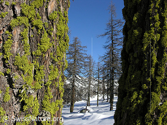Foto: Dicht mit Flechten bewachsene Baumstämme und Lärchen im Hintergrund.
Wahrscheinlich eine Wolfsflechte.
Lat.: Letharia vulpina
Familie: Strauchflechten