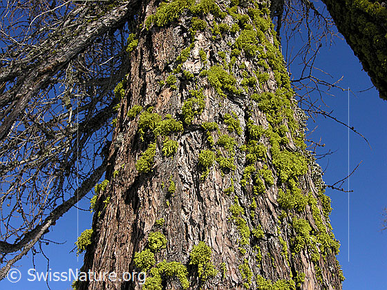 Foto: Baumstamm einer Lärche mit grünen Flechten bewachsen.
Wahrscheinlich eine Wolfsflechte.
Lat.: Letharia vulpina
Familie: Strauchflechten