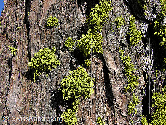 Foto: Flechten an Baumstamm einer Lärche.
Wahrscheinlich eine Wolfsflechte.
Lat.: Letharia vulpina
Familie: Strauchflechten