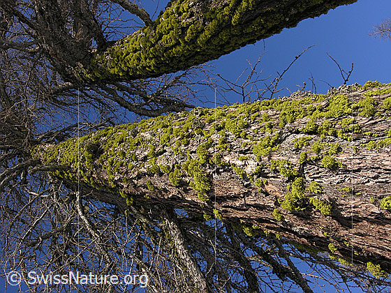 Foto: Mit grünen Flechten bewachsene Lärchen.
Wahrscheinlich eine Wolfsflechte.
Lat.: Letharia vulpina
Familie: Strauchflechten