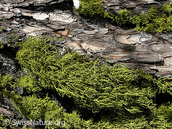 Foto: Flechten an Lärchenstamm.
Wahrscheinlich eine Wolfsflechte.
Lat.: Letharia vulpina
Familie: Strauchflechten