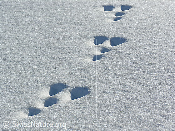 Foto: Wildspuren (Spur eines Hasen) im Schnee.