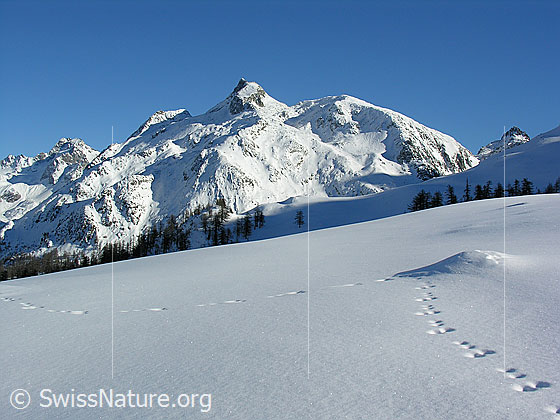 Foto: Schinhorn und Wildspur (Hasenspur) auf unberührter Schneefläche.