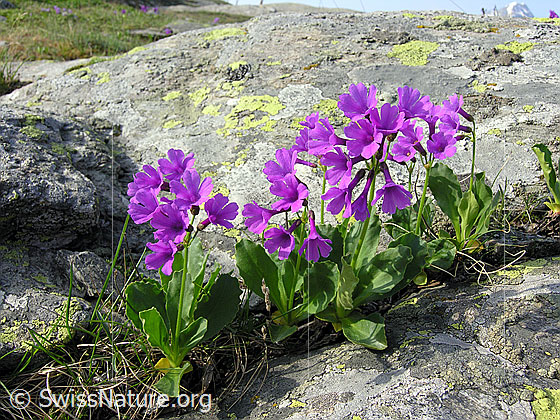 Foto: Breitblättrige Primel in Felsspalte
Lat.: Primula latifolia
Familie: Primulaceae (Schlüsselblumengewächse)