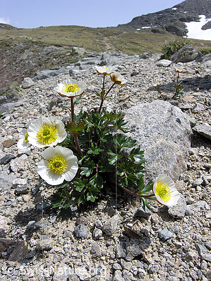 Foto: Gletscher-Hahnenfuss (Ranunculus glacialis). Ganze Pflanze (Habitus).
Lat.: Ranunculus glacialis
Familie: Ranunculaceae (Hahnenfussgewächse)
Gattung: Ranunculus (Hahnenfuss)