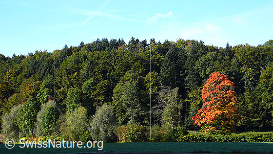 Foto: Ahorn in den Herbstfarben am Waldrand eines Mischwaldes.