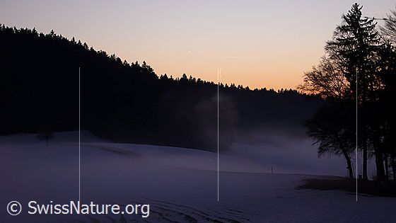 Foto: In der Abenddämmerung ziehen Nebelschwaden dem Waldrand entlang über eine Anhöhe.