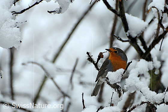 Photo: European Robin (Erithacus rubecula) sitting in snow-covered rose bush.sitting in snow-covered rose bush.