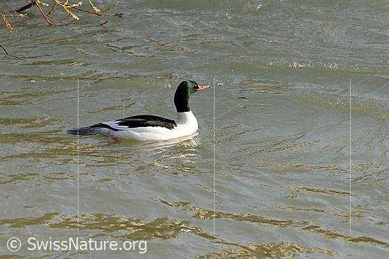 Foto: Schwimmende Reiherente (Aythya fuligula).
Lat.: Aythya fuligula
Ordnung: Anseriformes (Gänsevögel)
Familie: Anatidae (Entenvögel)
Unterfamilie: Anatinae
Gattung: Aythya