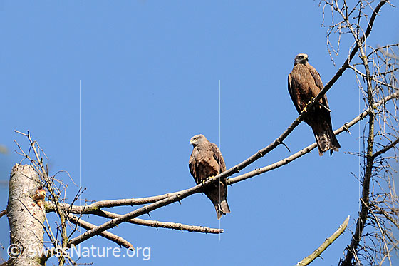 Foto: Raubvögel auf einem Ast sitzend.
Rohrweihen
Familie: Accipitridae (Habichtartige)
Unterfamilie: Accipitrinae
Gattung: Circus (Weihen)