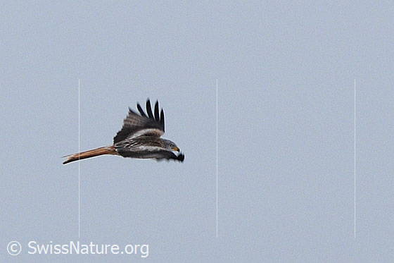 Foto: Fliegender Rotmilan (Milvus milvus)
Lat.: Milvus milvus
Familie: Accipitridae (Habichtartige)
Gattung: Milvus (Milane)
