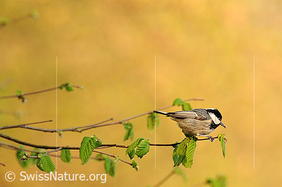 Foto: Tannenmeise (Periparus ater)
Lat.: Periparus ater, Syn.: Parus ater.
Ordnung: Passeriformes (Sperlingsvögel)
Unterordnung: Passeri (Singvögel)
Familie: Paridae (Meisen)
Gattung: Periparus