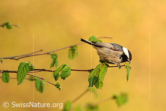 Foto: Tannenmeise (Periparus ater) auf Nahrungssuche.
Lat.: Periparus ater, Syn.: Parus ater.
Ordnung: Passeriformes (Sperlingsvögel)
Unterordnung: Passeri (Singvögel)
Familie: Paridae (Meisen)
Gattung: Periparus