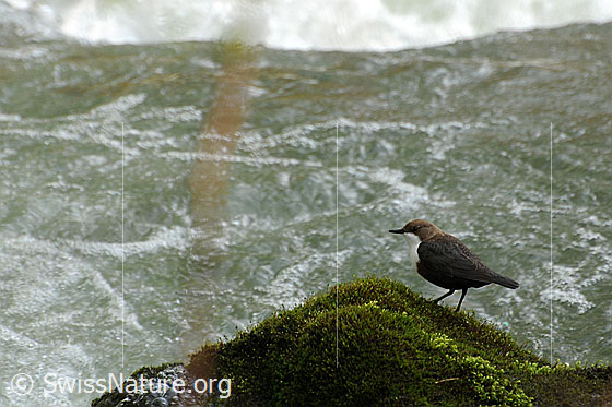 Foto: Wasseramsel (Cinclus cinclus) auf Moospolster sitzend und auf Beute lauernd.
Lat.: Cinclus cinclus
Ordnung: Passeriformes (Sperlingsvögel)
Unterordnung: Passeri (Singvögel)
Familie: Cinclidae (Wasseramseln)
Gattung: Cinclus (Wasseramseln)