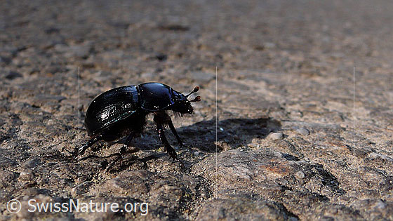 Foto: Mistkäfer
Gemeiner Mistkäfer 
Lat.: Geotrupes stercorarius 
Familie: Geotrupidae