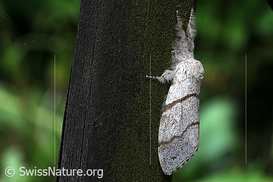 Photo: Calliteara pudibunda. Female. Wings closed. View from the side.