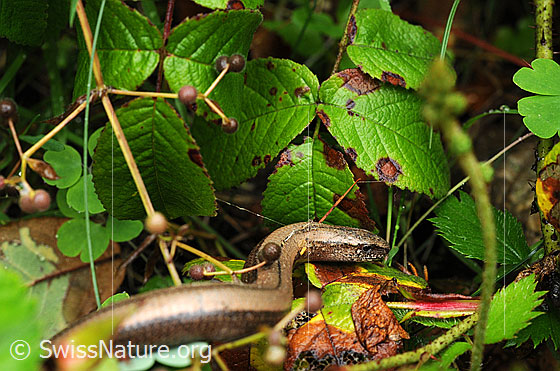 Blindschleiche (Anguis fragilis)