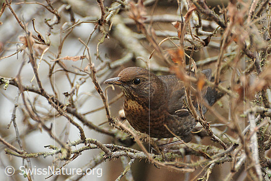 Photo: Eurasian Blackbird. Female. Sitting well camouflaged in a rose bush (female).
