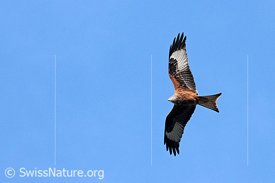 Foto: Rotmilan im Flug. Die Zeichnung der Schwingen und der gegabelte Schwanz sind gut sichtbar.
Lat.: Milvus milvus
Familie: Accipitridae (Habichtartige)
Gattung: Milvus (Milane)