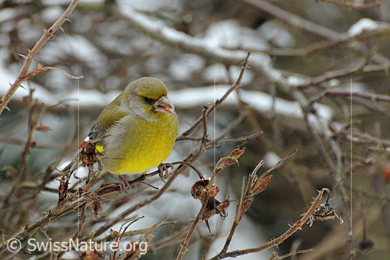 Grünling (Chloris chloris)