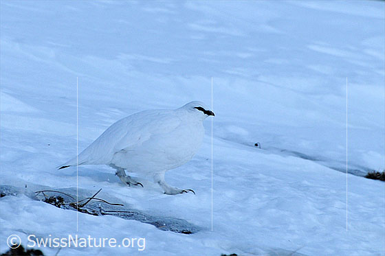 Foto: Schneehuhn (Lagopus mutus) unterwegs auf Schneefeld. Das Alpentier ist mit seinem Winterkleid bestens getarnt und kaum von der Schneefläche zu unterscheiden.
Alpenschneehuhn
Lat.: Lagopus mutus
Ordnung: Galliformes (Hühnervögel)
Familie: Phasianidae (Fasanenartige)
Unterfamilie: Tetraoninae (Raufusshühner)
Gattung: Lagopus (Schneehühner)