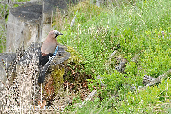 Foto: Eichelhäher (Garrulus glandarius) auf Baumstrunk sitzend.
Lat.: Garrulus glandarius
Familie: Corvidae (Rabenvögel)
Gattung: Garrulus