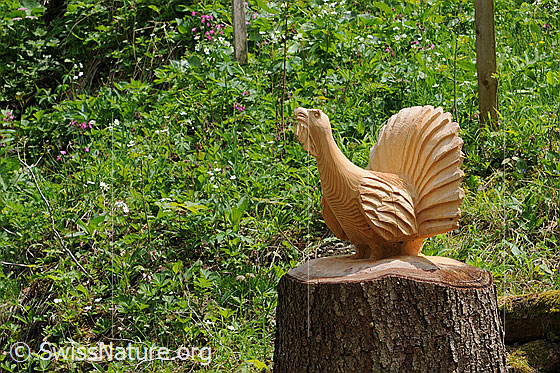 Foto: Auerhahn (Tetrao urogallus) auf Baumstrunk (in Holz geschnitzt). Das Auerhuhn ist im Emmental wohl mittlerweile ausgestorben.
Auerhuhn
Lat.: Tetrao urogallus
Ordnung: Galliformes (Hühnervögel)
Familie: Phasianidae (Fasanenartige)
Unterfamilie: Phasianinae
Gattung: Tetrao (Auerhühner)