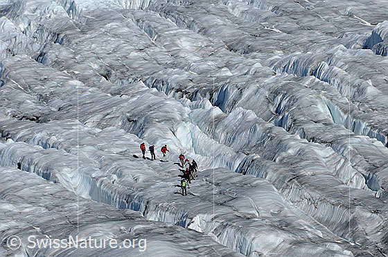 Foto: Spaltenzone im Aletschgletscher. Eine Seilschaft sucht sich eine geeignete Route durch die Gletscherspalten. Im ausgeaperten Gletscher sind die Spalten gut erkennbar.