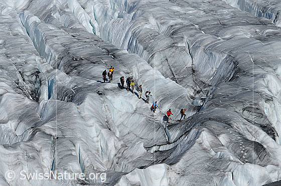 Foto: Alpinisten im Spaltenlabyrinth des ausgeaperten Aletschgletschers. Die Seilschaft findet eine Route durch die Spaltenzone.