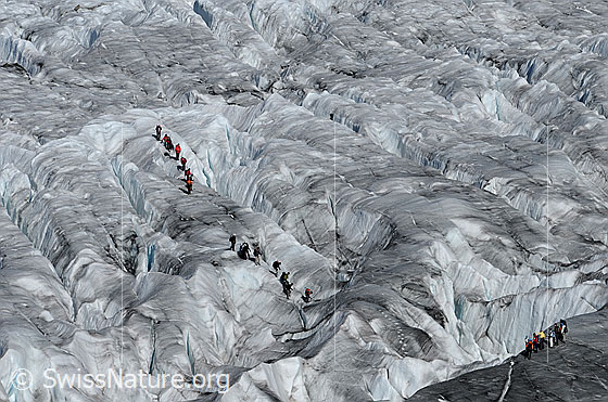 Foto: Gletscherwanderer auf dem Aletschgletscher. Im Spaltenlabyrinth sind mehrere Seilschaften unterwegs.