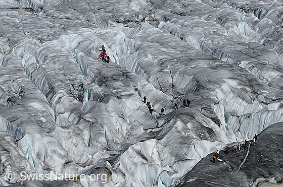Foto: Gletscherwandern im Spaltenlabyrinth des Aletschgletschers. Die Seilschaften suchen sich den idealen Weg durch eine Spaltenzone.