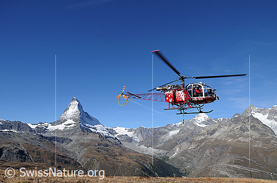 Foto: Matterhorn und Air Zermatt. Helikopter im Flug mit den Walliser Alpen im Hintergrund.