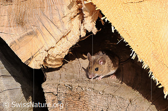 Photo: Mouse. Probably Apodemus flavicollis.
Lat.: Apodemus flavicollis
Family: Muridae
Subfamily: Murinae
Genus: Apodemus