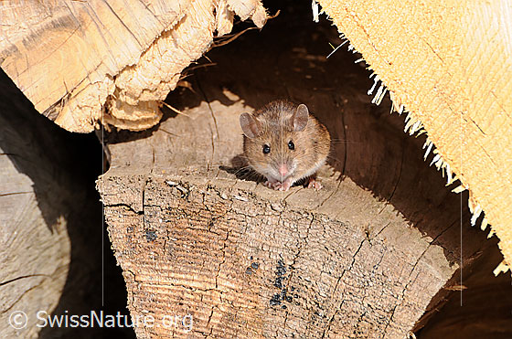 Photo: Mouse. Probably Apodemus flavicollis.
Lat.: Apodemus flavicollis
Family: Muridae
Subfamily: Murinae
Genus: Apodemus
