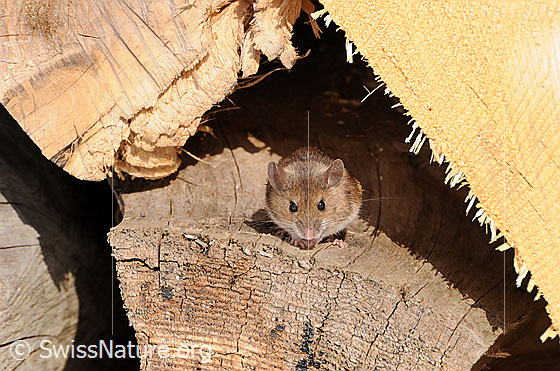 Photo: Mouse. Probably Apodemus flavicollis on wood stock.
Lat.: Apodemus flavicollis
Family: Muridae
Subfamily: Murinae
Genus: Apodemus