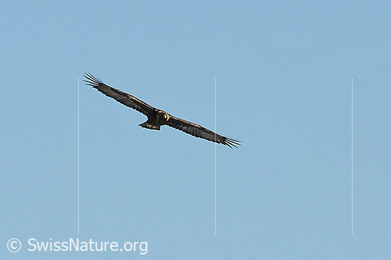 Foto: Adler (Aquila chrysaetos) im Flug
Steinadler
Lat.: Aquila chrysaetos
Ordnung: Accipitriformes (Greifvögel)
Familie: Accipitridae (Habichtartige)
Unterfamilie: Aquilinae
Gattung: Aquila (Echte Adler)