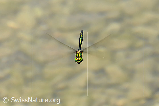 Foto: Libelle im Flug über einem Gewässer.