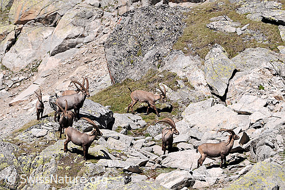 Foto: Steinböcke (Capra ibex). Das Bockrudel hält sich zwischen grossen Felsblöcken auf.
Lat.: Capra ibex
Ordnung: Artiodactyla (Paarhufer)
Familie: Bovidae (Hornträger)
Unterfamilie: Antilopinae
Gattung: Capra (Ziegen)